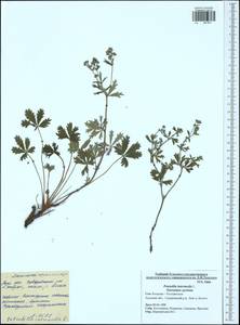 Potentilla intermedia L., Eastern Europe, Central region (E4) (Russia)