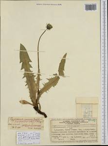 Taraxacum croceum Dahlst., Western Europe (EUR) (Norway)