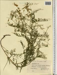 Vicia tenuifolia Roth, Eastern Europe, West Ukrainian region (E13) (Ukraine)