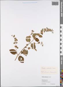 Mentha × dalmatica Tausch, Eastern Europe, Central forest region (E5) (Russia)