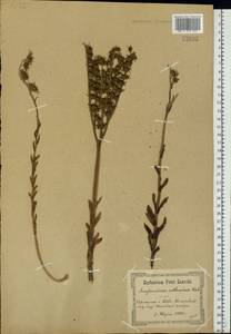 Sempervivum ruthenicum Koch ex Schnittsp. & C. B. Lehm., Eastern Europe, North Ukrainian region (E11) (Ukraine)