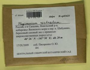 Plagiomnium rostratum (Schrad.) T.J. Kop., Bryophytes, Bryophytes - Russian Far East (excl. Chukotka & Kamchatka) (B20) (Russia)