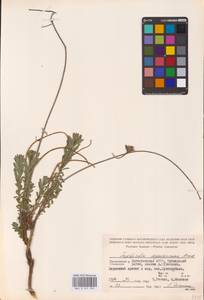 Euphorbia seguieriana Neck., Caucasus, Dagestan (K2) (Russia)