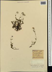Helianthemum orientale (Grosser) Juz. & Pozdeeva, Crimea (KRYM) (Russia)