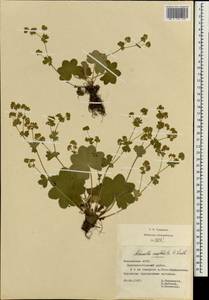 Alchemilla conglobata H. Lindb., Eastern Europe, Middle Volga region (E8) (Russia)