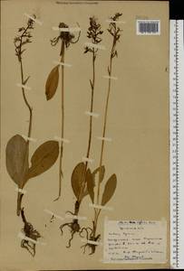 Platanthera bifolia (L.) Rich., Eastern Europe, Eastern region (E10) (Russia)