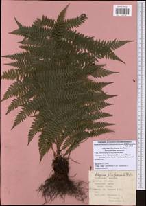 Athyrium filix-femina, Eastern Europe, Central region (E4) (Russia)