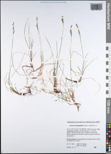 Festuca brachyphylla Schult. & Schult.f., Siberia, Russian Far East (S6) (Russia)