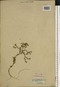 Ceratocarpus arenarius L., Eastern Europe, South Ukrainian region (E12) (Ukraine)