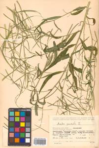 Catolobus pendulus (L.) Al-Shehbaz, Siberia, Russian Far East (S6) (Russia)