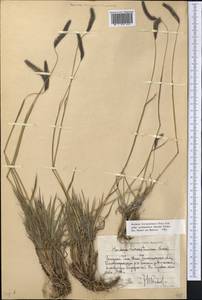 Hordeum brevisubulatum (Trin.) Link, Middle Asia, Western Tian Shan & Karatau (M3) (Uzbekistan)