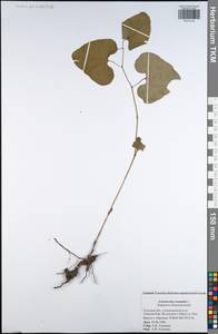 Aristolochia clematitis L., Eastern Europe, Central region (E4) (Russia)