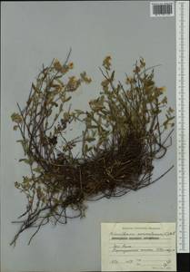 Helianthemum nummularium (L.) Mill., Western Europe (EUR) (Bulgaria)