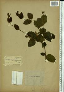 Lonicera caprifolium L., Western Europe (EUR) (Not classified)