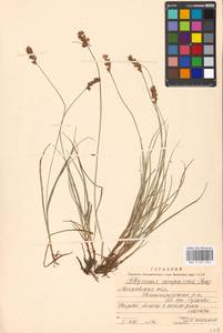 Blysmus compressus (L.) Panz. ex Link, Eastern Europe, Moscow region (E4a) (Russia)