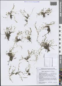 Sagina saginoides (L.) Karst., Western Europe (EUR) (Spain)