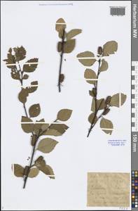 Betula fruticosa Pall., Siberia, Baikal & Transbaikal region (S4) (Russia)