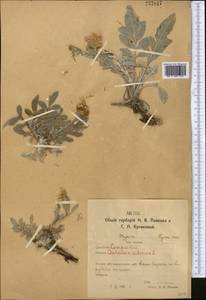 Psephellus sibiricus (L.) Wagenitz, Middle Asia, Northern & Central Kazakhstan (M10) (Kazakhstan)