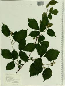 Rubus nessensis Hall, Eastern Europe, Central forest-and-steppe region (E6) (Russia)