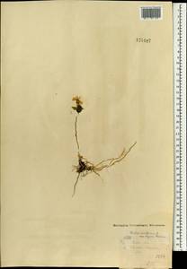 Viola uniflora L., Mongolia (MONG) (Mongolia)