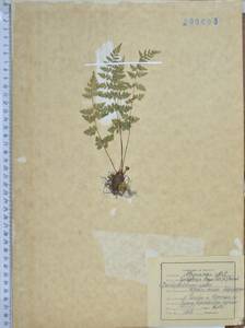 Cystopteris fragilis (L.) Bernh., Siberia, Russian Far East (S6) (Russia)