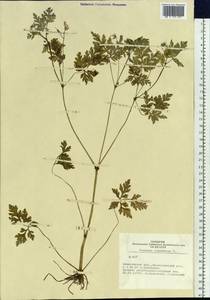 Geranium robertianum L., Siberia, Altai & Sayany Mountains (S2) (Russia)