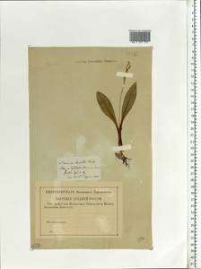 Liparis loeselii (L.) Rich., Eastern Europe, Central region (E4) (Russia)