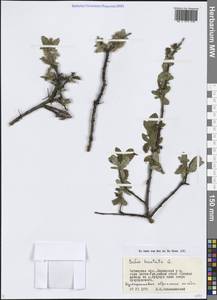 Salix hastata L., Siberia, Baikal & Transbaikal region (S4) (Russia)
