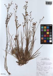 Juncus alpinoarticulatus Chaix, Siberia, Altai & Sayany Mountains (S2) (Russia)