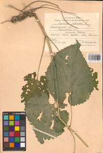 Lunaria rediviva L., Eastern Europe, West Ukrainian region (E13) (Ukraine)