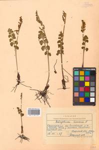 Botrychium lunaria (L.) Sw., Siberia, Chukotka & Kamchatka (S7) (Russia)