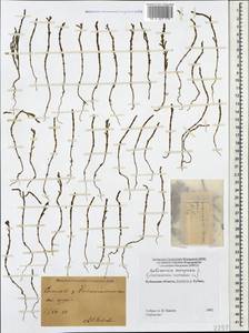 Salicornia europaea (Moss) Lambinon & Vanderp., Caucasus, Stavropol Krai, Karachay-Cherkessia & Kabardino-Balkaria (K1b) (Russia)