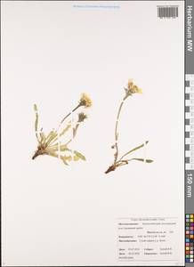 Crepis chrysantha (Ledeb.) Turcz., Siberia, Chukotka & Kamchatka (S7) (Russia)