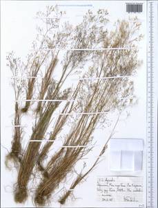 Agrostis, Africa (AFR) (Ethiopia)
