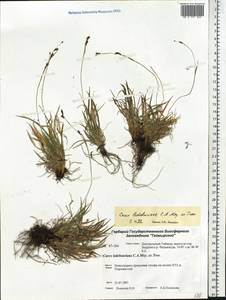 Carex ledebouriana C.A.Mey. ex Trevir., Siberia, Central Siberia (S3) (Russia)
