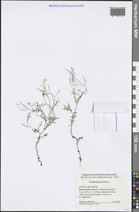 Cardamine parviflora L., Eastern Europe, Central forest-and-steppe region (E6) (Russia)