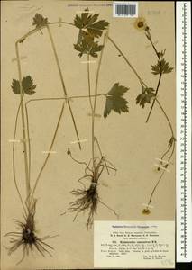 Ranunculus caucasicus M. Bieb., Caucasus, Stavropol Krai, Karachay-Cherkessia & Kabardino-Balkaria (K1b) (Russia)