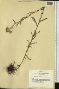 Achillea impatiens L., Siberia, Altai & Sayany Mountains (S2) (Russia)