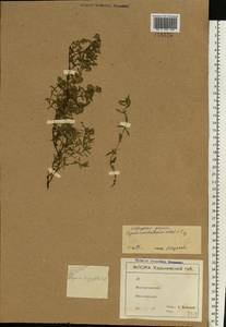 Thymus pannonicus All., Eastern Europe, North Ukrainian region (E11) (Ukraine)