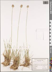 Sesleria phleoides Steven ex Roem. & Schult., South Asia, South Asia (Asia outside ex-Soviet states and Mongolia) (ASIA) (Iran)