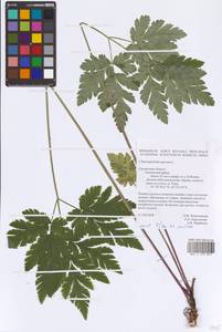 Chaerophyllum aureum L., Eastern Europe, Western region (E3) (Russia)