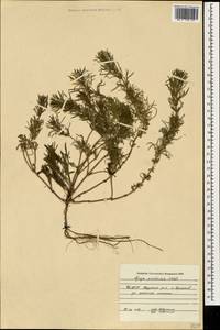 Ajuga chamaepitys subsp. chia (Schreb.) Arcang., Caucasus, North Ossetia, Ingushetia & Chechnya (K1c) (Russia)
