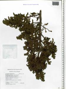 Juniperus communis var. saxatilis Pall., Eastern Europe, Northern region (E1) (Russia)