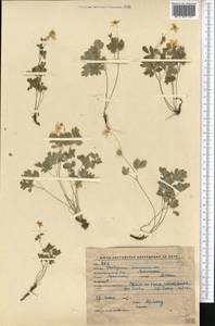 Isopyrum anemonoides Kar. & Kir., Middle Asia, Western Tian Shan & Karatau (M3) (Kyrgyzstan)