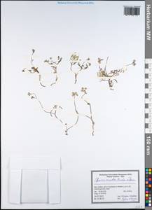 Elwendia caroides Boiss., South Asia, South Asia (Asia outside ex-Soviet states and Mongolia) (ASIA) (Iran)