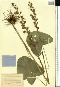 Ligularia sibirica (L.) Cass., Eastern Europe, North-Western region (E2) (Russia)