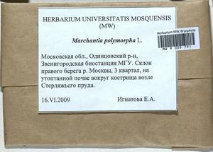 Marchantia polymorpha L., Bryophytes, Bryophytes - Moscow City & Moscow Oblast (B6a) (Russia)