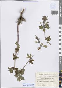 Leonurus turkestanicus V.I.Krecz. & Kuprian., Middle Asia, Western Tian Shan & Karatau (M3) (Uzbekistan)