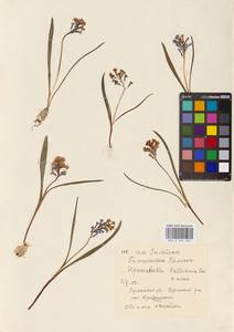 Hyacinthella pallasiana (Steven) Losinsk., Eastern Europe, North Ukrainian region (E11) (Ukraine)