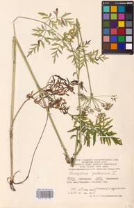 Silphiodaucus prutenicus subsp. prutenicus, Eastern Europe, Western region (E3) (Russia)